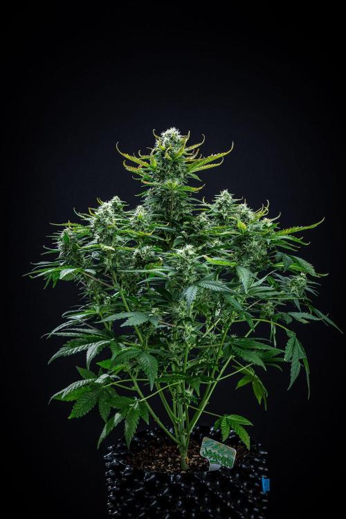 Sour Jealousy Auto Fast buds. Week 8 - Day 54