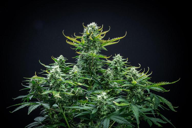 Sour Jealousy Auto Fast buds. Week 8 - Day 54