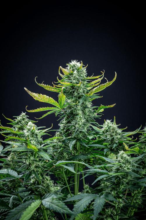 Sour Jealousy Auto Fast buds. Week 8 - Day 54