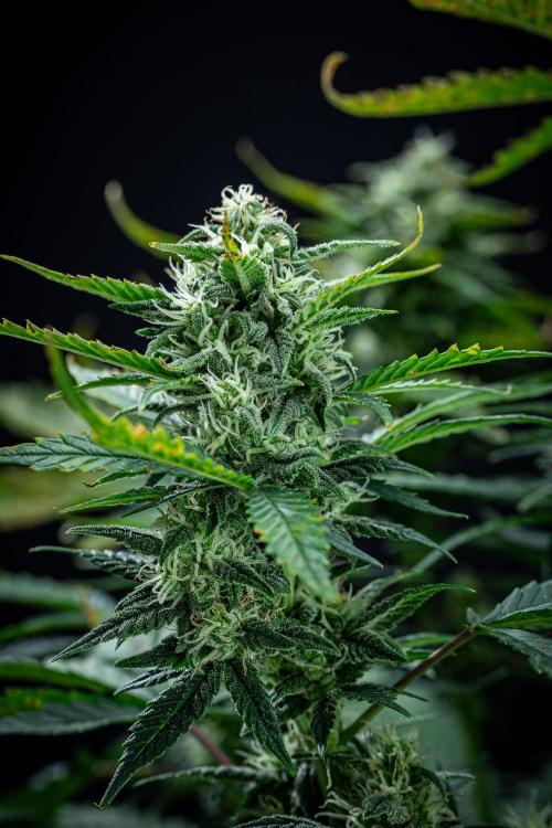 Sour Jealousy Auto Fast buds. Week 8 - Day 54