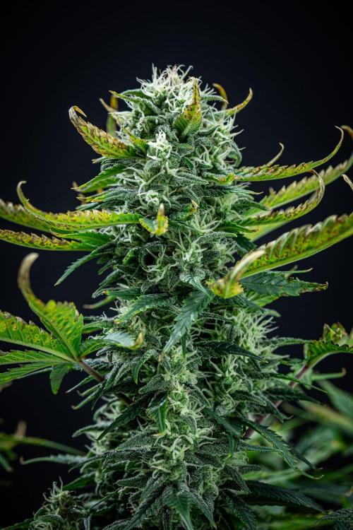 Sour Jealousy Auto Fast buds. Week 8 - Day 54