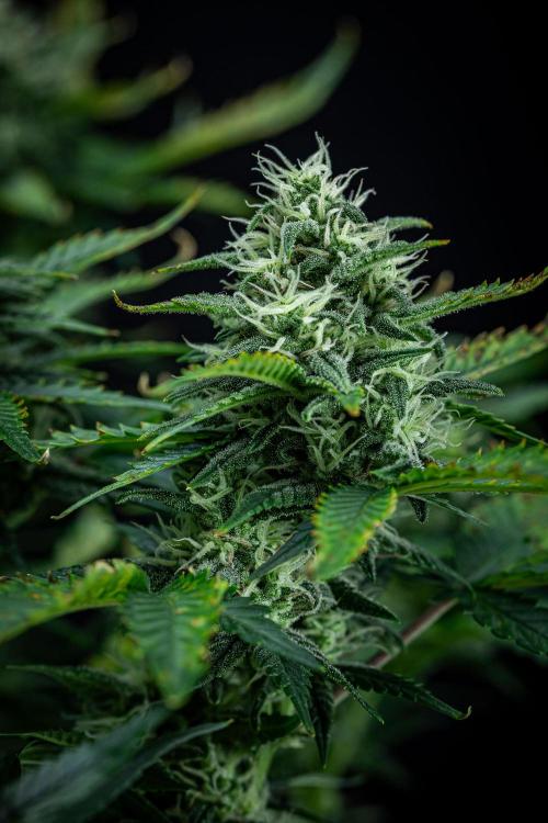 Sour Jealousy Auto Fast buds. Week 8 - Day 54