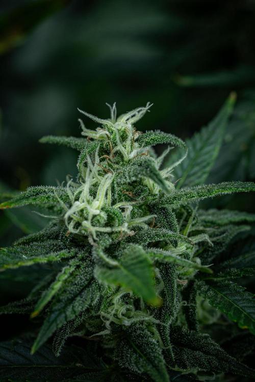 Sour Jealousy Auto Fast buds. Week 8 - Day 54