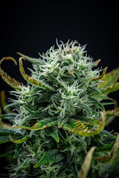 Sour Jealousy Auto Fast buds. Week 8 - Day 54