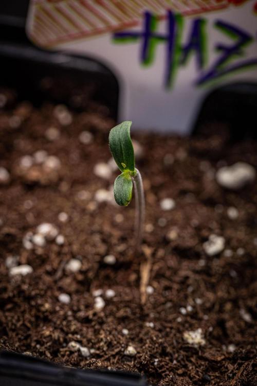 Ghost Train Haze Autoflower Zamnesia. Week 1 - Day 2