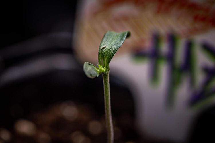 Ghost Train Haze Autoflower Zamnesia. Week 1 - Day 5