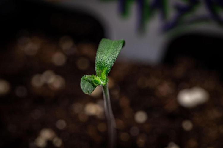 Ghost Train Haze Autoflower Zamnesia. Week 1 - Day 7