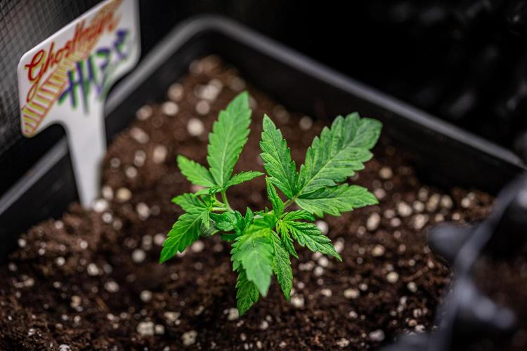 Ghost Train Haze Autoflower Zamnesia. Week 2 - Day 15