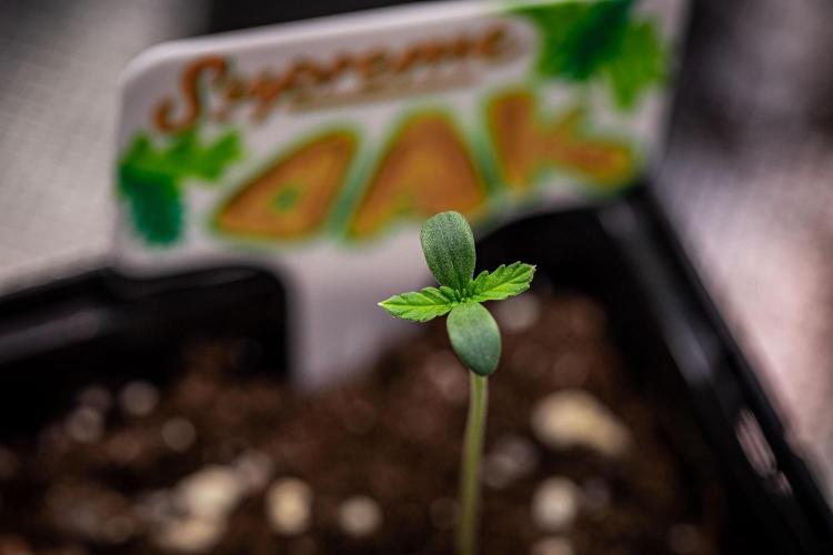 Sensi Supreme Oak Automatic Sensi Seeds. Week 1 - Day 2