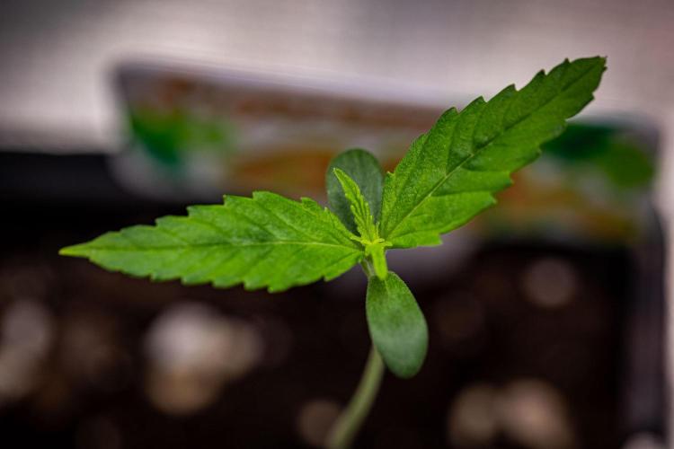 Sensi Supreme Oak Automatic Sensi Seeds. Week 1 - Day 5