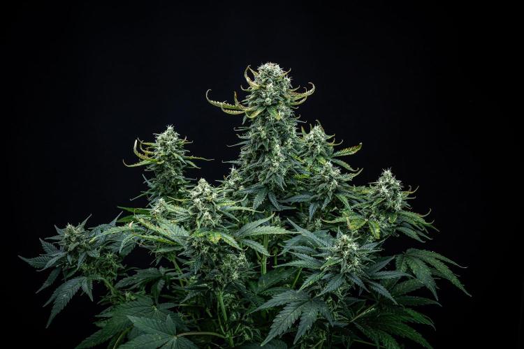 Sour Jealousy Auto Fast buds. Week 9 - Day 62