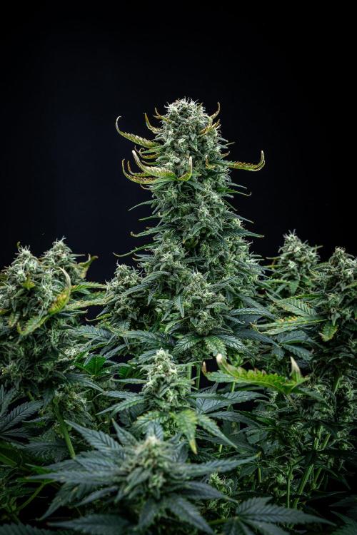 Sour Jealousy Auto Fast buds. Week 9 - Day 62