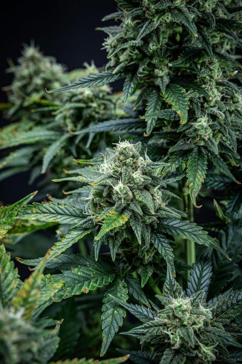 Sour Jealousy Auto Fast buds. Week 9 - Day 62