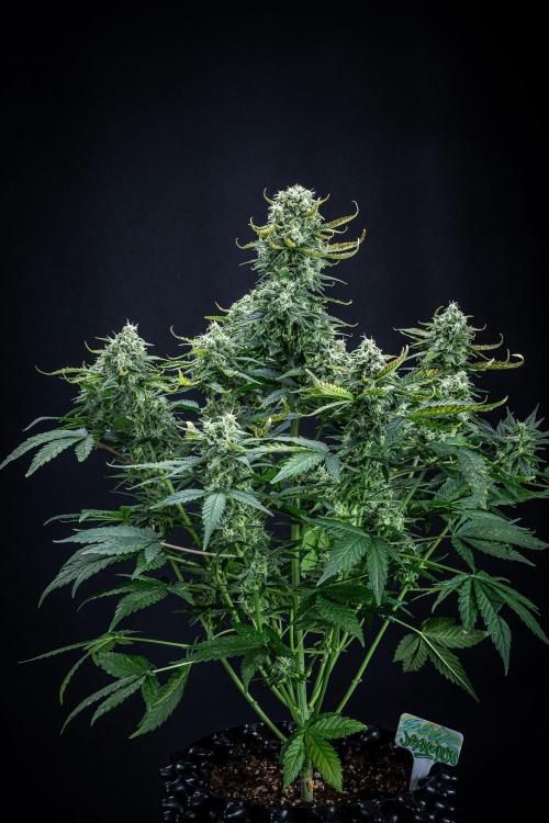 Sour Jealousy Auto Fast buds. Week 9 - Day 62