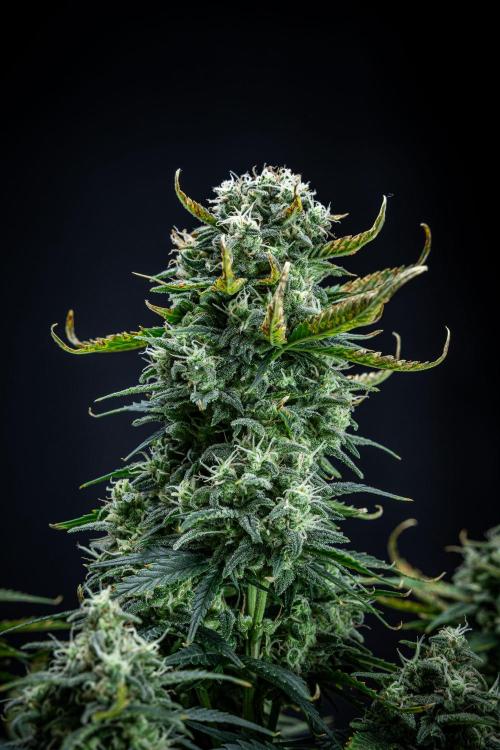 Sour Jealousy Auto Fast buds. Week 9 - Day 62