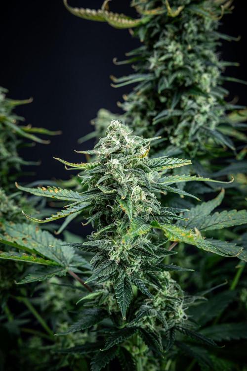 Sour Jealousy Auto Fast buds. Week 9 - Day 62