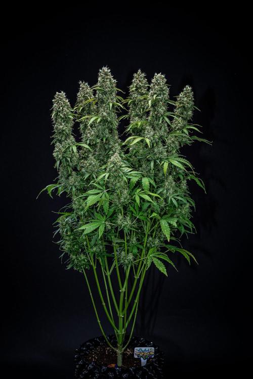 Dutch Treat Auto Zamnesia Seeds. Week 13 - Day 88