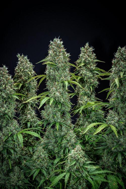 Dutch Treat Auto Zamnesia Seeds. Week 13 - Day 88