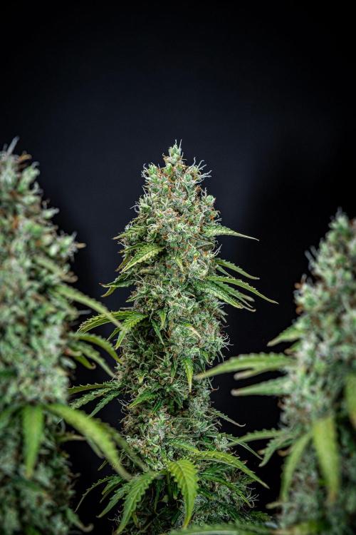 Dutch Treat Auto Zamnesia Seeds. Week 13 - Day 88