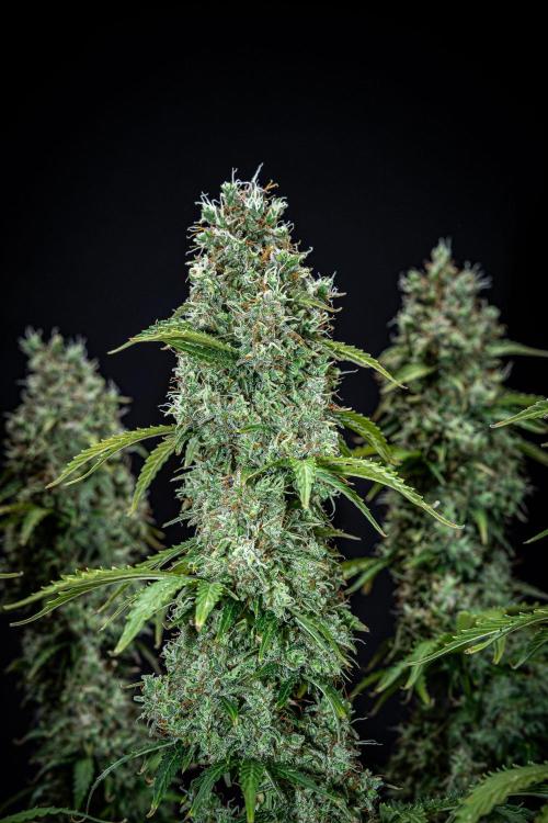 Dutch Treat Auto Zamnesia Seeds. Week 13 - Day 88