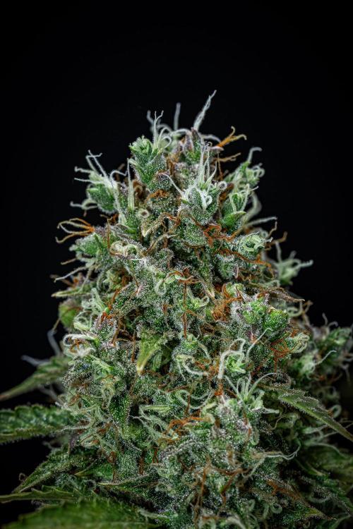 Dutch Treat Auto Zamnesia Seeds. Week 13 - Day 88