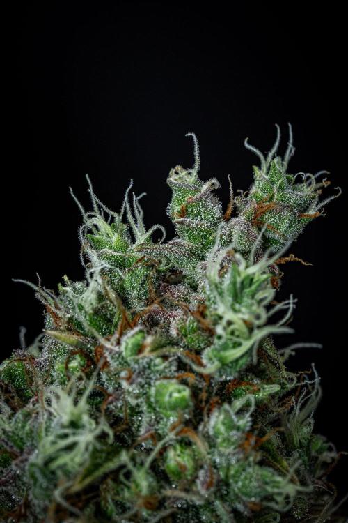 Dutch Treat Auto Zamnesia Seeds. Week 13 - Day 88