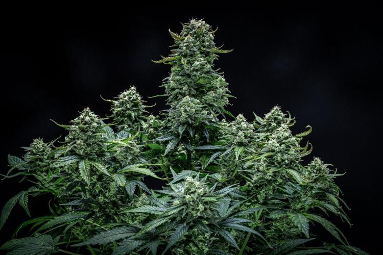 Sour Jealousy Auto Fast buds. Week 10 - Day 69