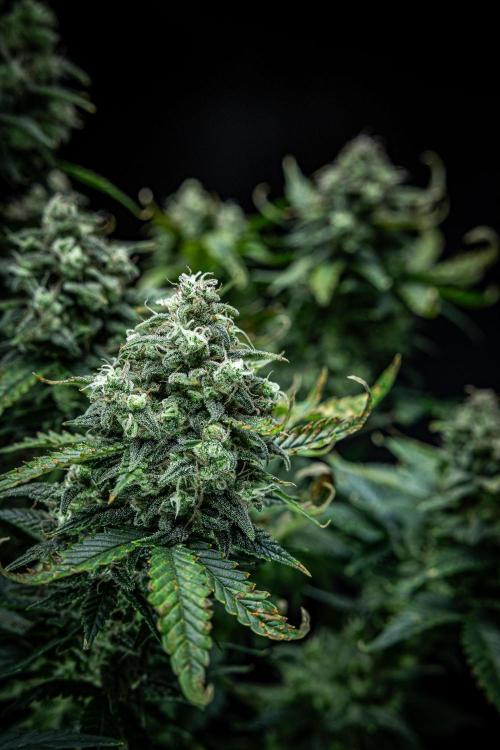 Sour Jealousy Auto Fast buds. Week 10 - Day 69