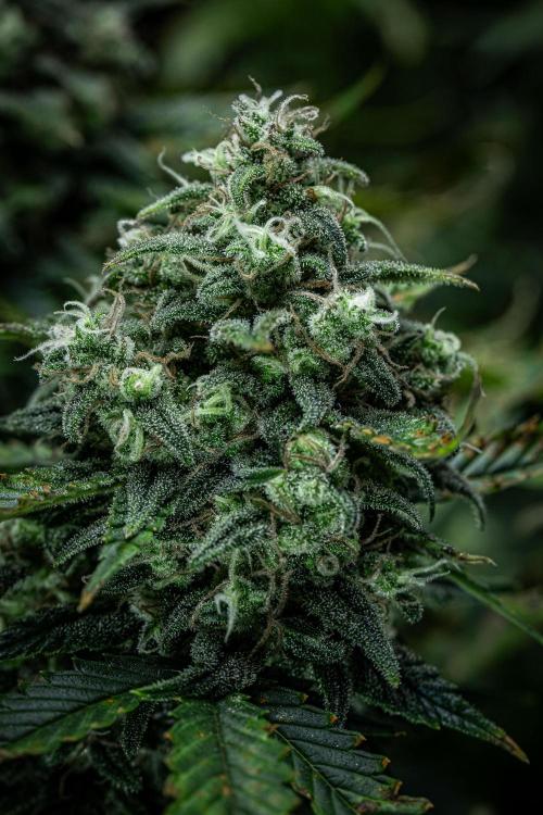 Sour Jealousy Auto Fast buds. Week 10 - Day 69