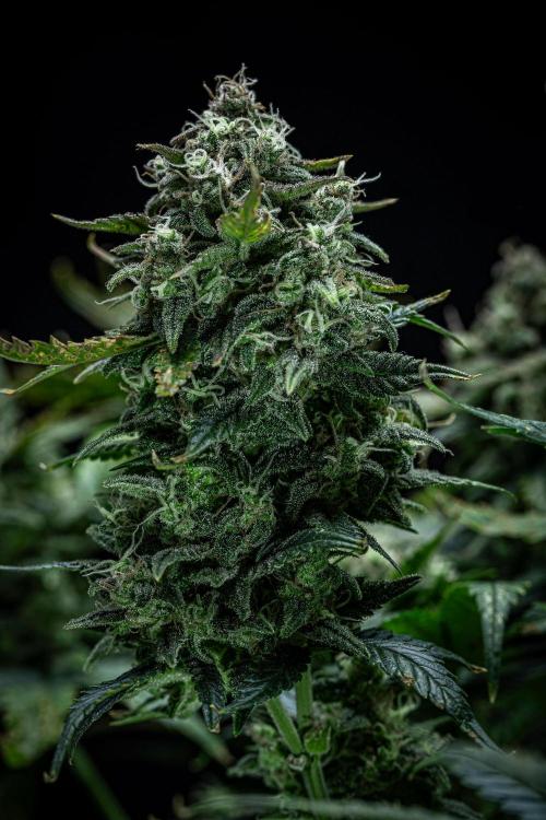 Sour Jealousy Auto Fast buds. Week 10 - Day 69