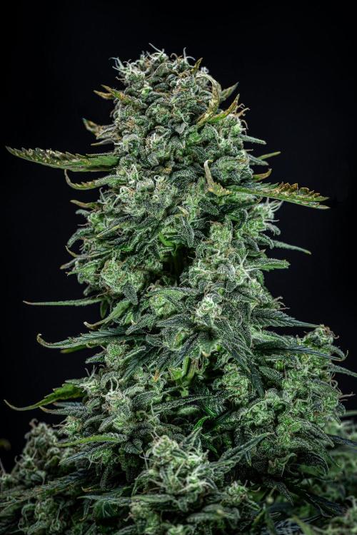 Sour Jealousy Auto Fast buds. Week 10 - Day 69