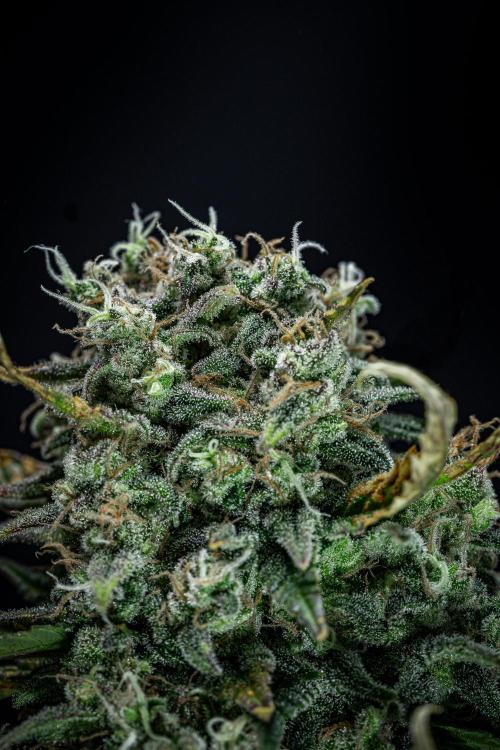 Sour Jealousy Auto Fast buds. Week 10 - Day 69