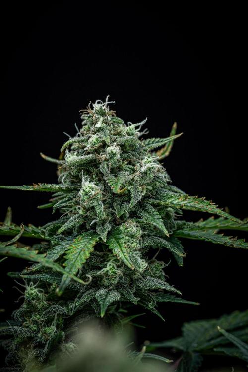 Sour Jealousy Auto Fast buds. Week 10 - Day 69