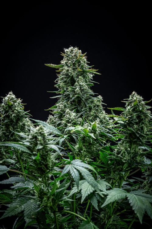 Sour Jealousy Auto Fast buds. Week 10 - Day 69