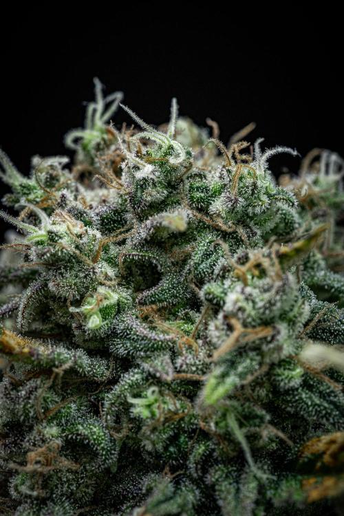 Sour Jealousy Auto Fast buds. Week 10 - Day 69