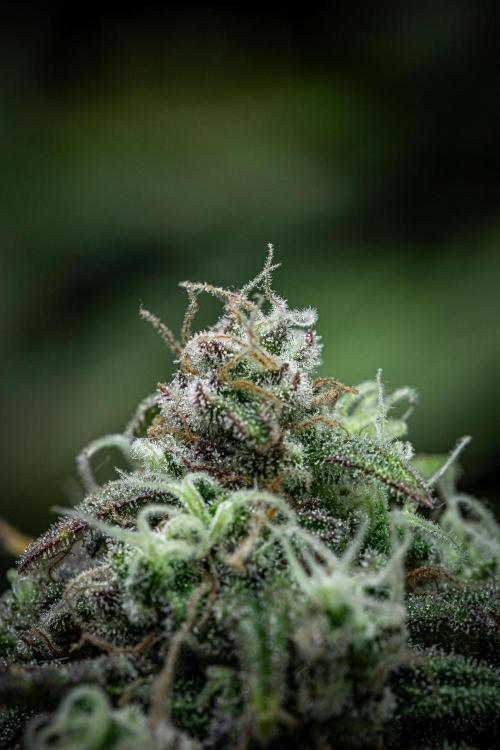 Sour Jealousy Auto Fast buds. Week 10 - Day 69