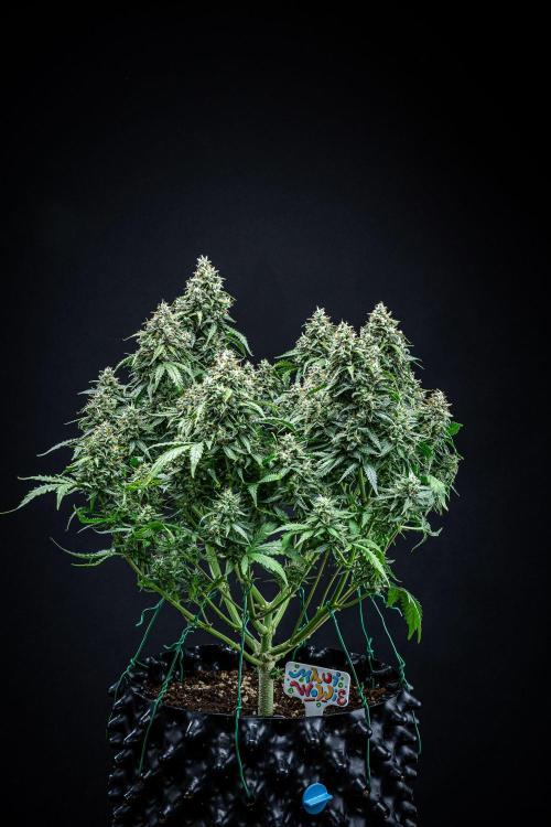 Maui Wowie Autoflower Seeds. Week 11 - Day 76