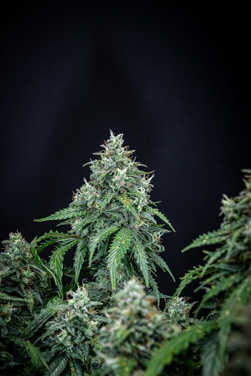 Maui Wowie Autoflower Seeds. Week 11 - Day 76