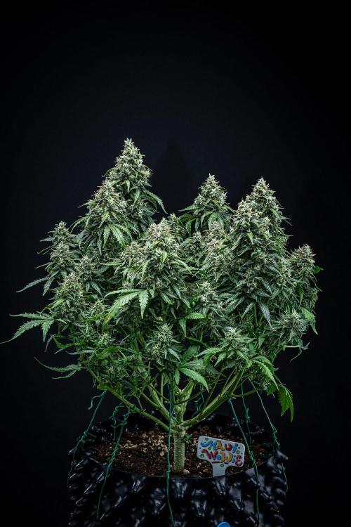 Maui Wowie Autoflower Seeds. Week 11 - Day 76