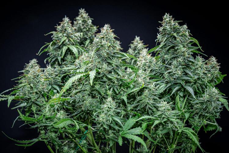 Maui Wowie Autoflower Seeds. Week 11 - Day 76