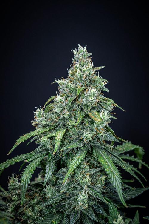 Maui Wowie Autoflower Seeds. Week 11 - Day 76