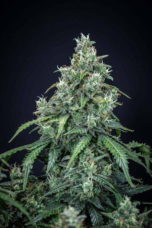 Maui Wowie Autoflower Seeds. Week 11 - Day 76