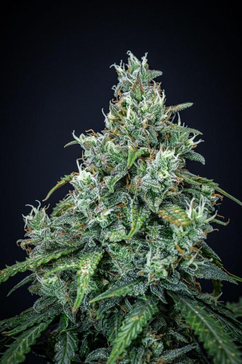 Maui Wowie Autoflower Seeds. Week 11 - Day 76