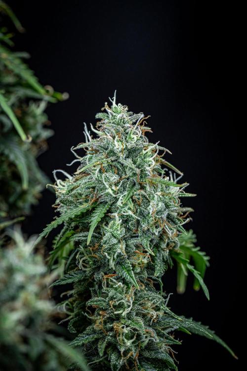 Maui Wowie Autoflower Seeds. Week 11 - Day 76