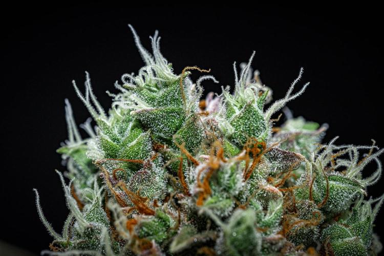 Dutch Treat Auto Zamnesia Seeds. Week 14 - Day 95