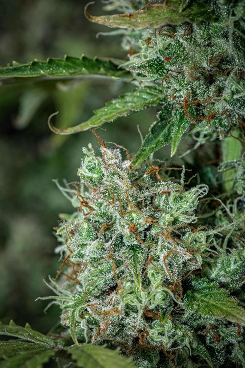 Dutch Treat Auto Zamnesia Seeds. Week 14 - Day 95