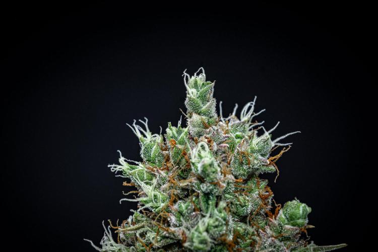 Dutch Treat Auto Zamnesia Seeds. Week 14 - Day 95