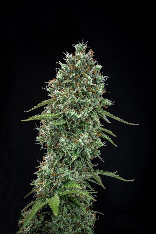 Dutch Treat Auto Zamnesia Seeds. Week 14 - Day 95