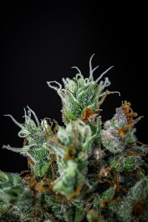 Dutch Treat Auto Zamnesia Seeds. Week 14 - Day 95