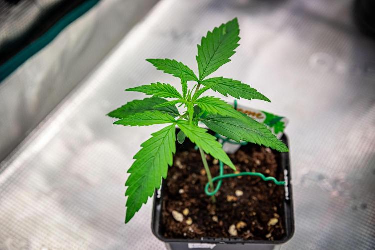 Sensi Supreme Oak Automatic Sensi Seeds. Week 2 - Day 11